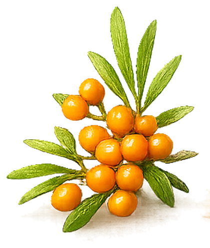 Sea Buckthorn